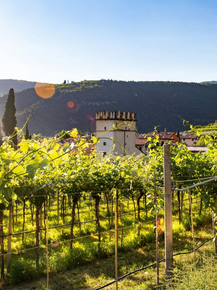 Vineyards and a village tower in the hills near Vicenza